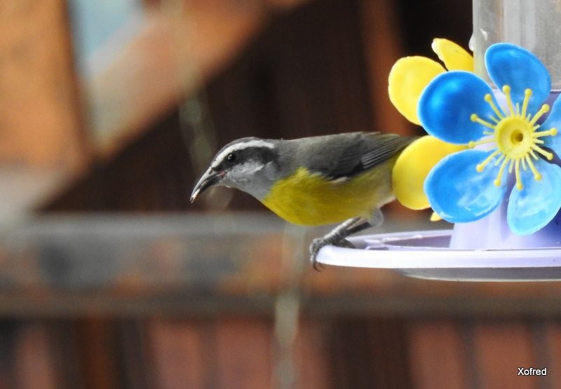 Bananaquit - ML623404324