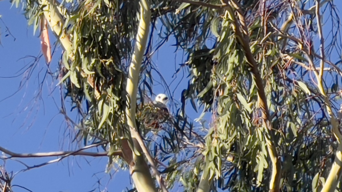 White-tailed Kite - ML623404340