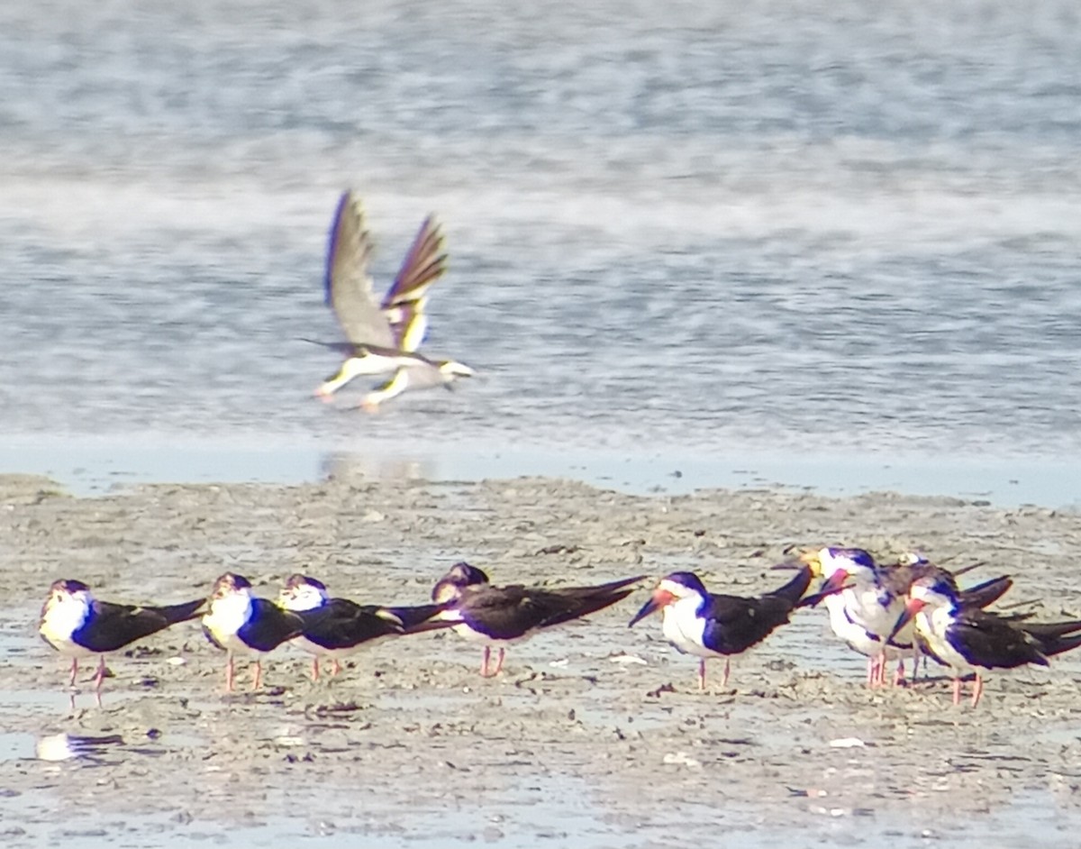 Black Skimmer - ML623404362