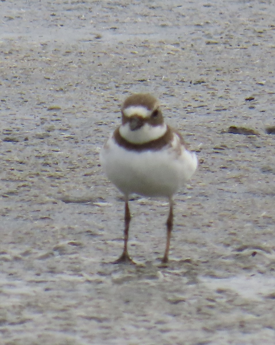 Semipalmated Plover - ML623404373