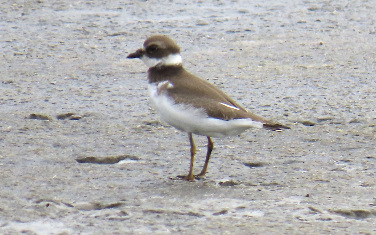 Semipalmated Plover - ML623404374