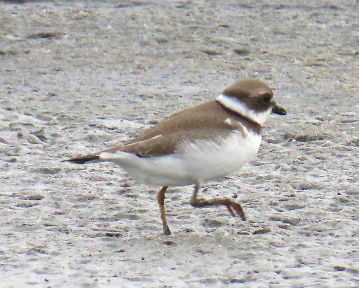 Semipalmated Plover - ML623404375