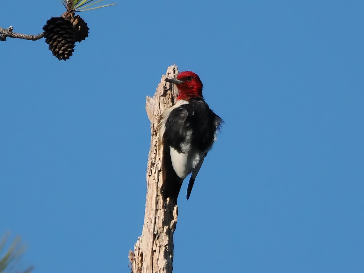 Red-headed Woodpecker - ML623404378