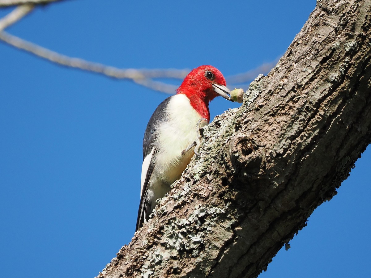 Red-headed Woodpecker - ML623404380
