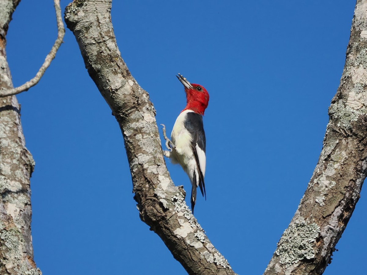 Red-headed Woodpecker - ML623404383