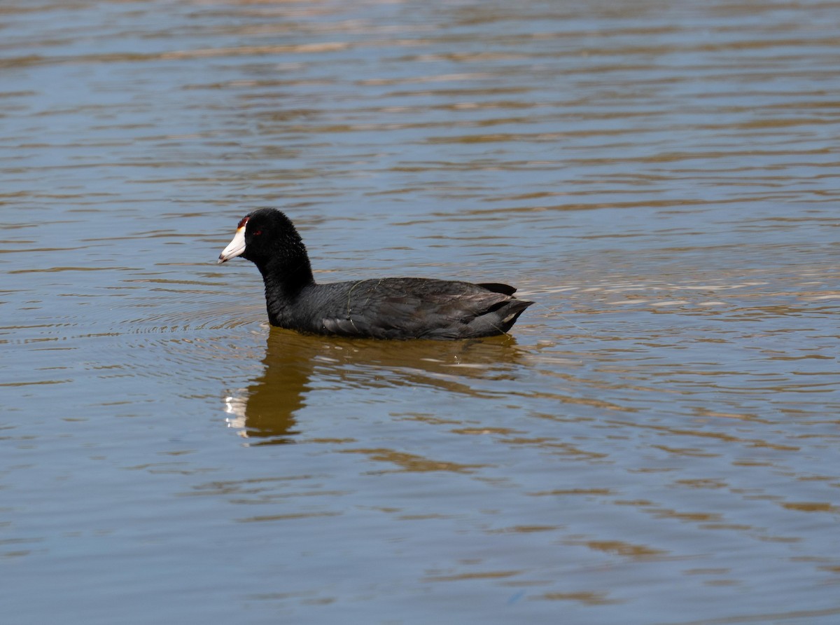 American Coot - ML623404392