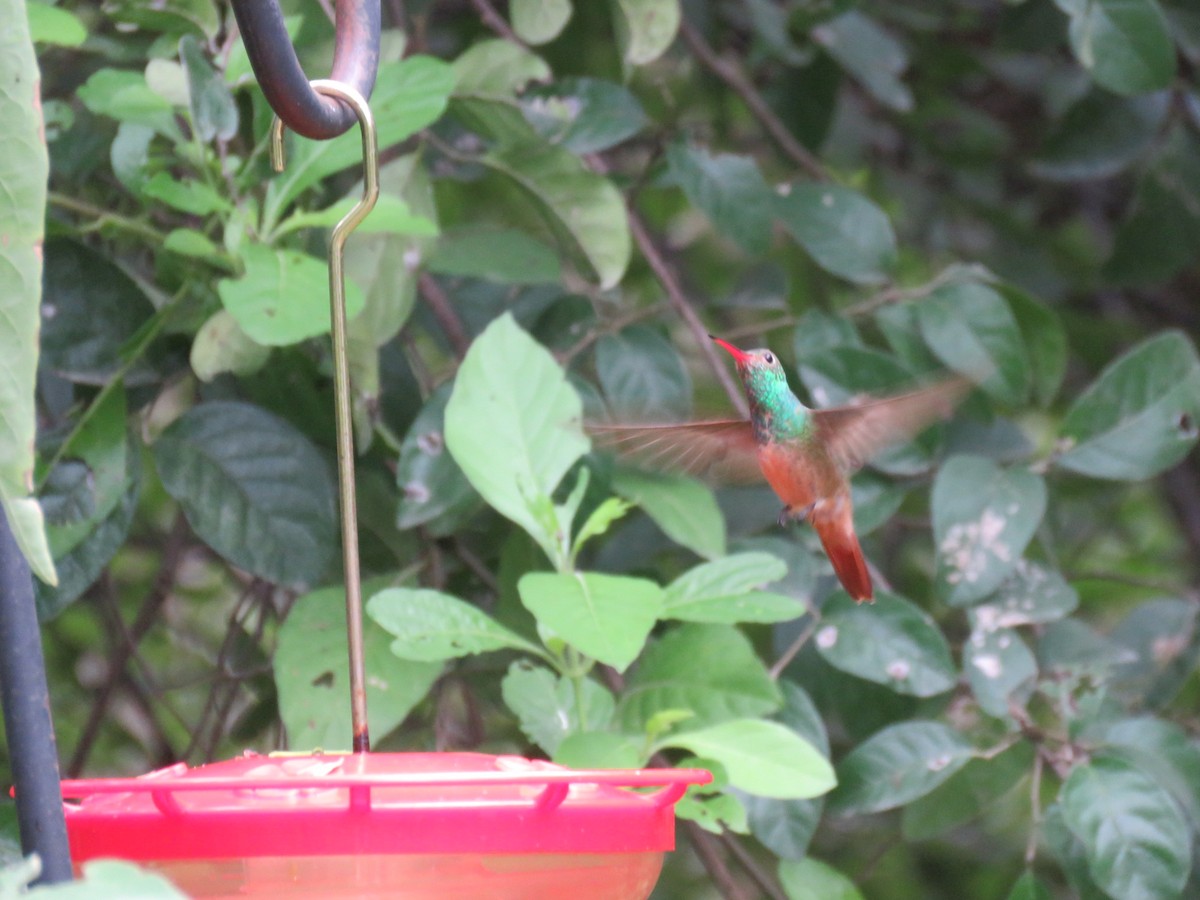 Buff-bellied Hummingbird - Brion Thomas