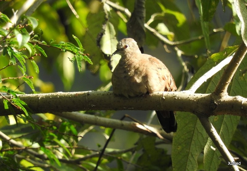 Ruddy Ground Dove - Frederico  Morais