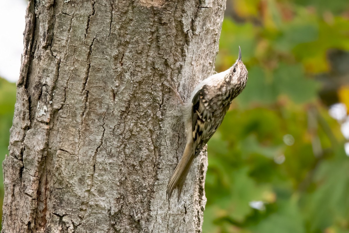 Brown Creeper - ML623404423