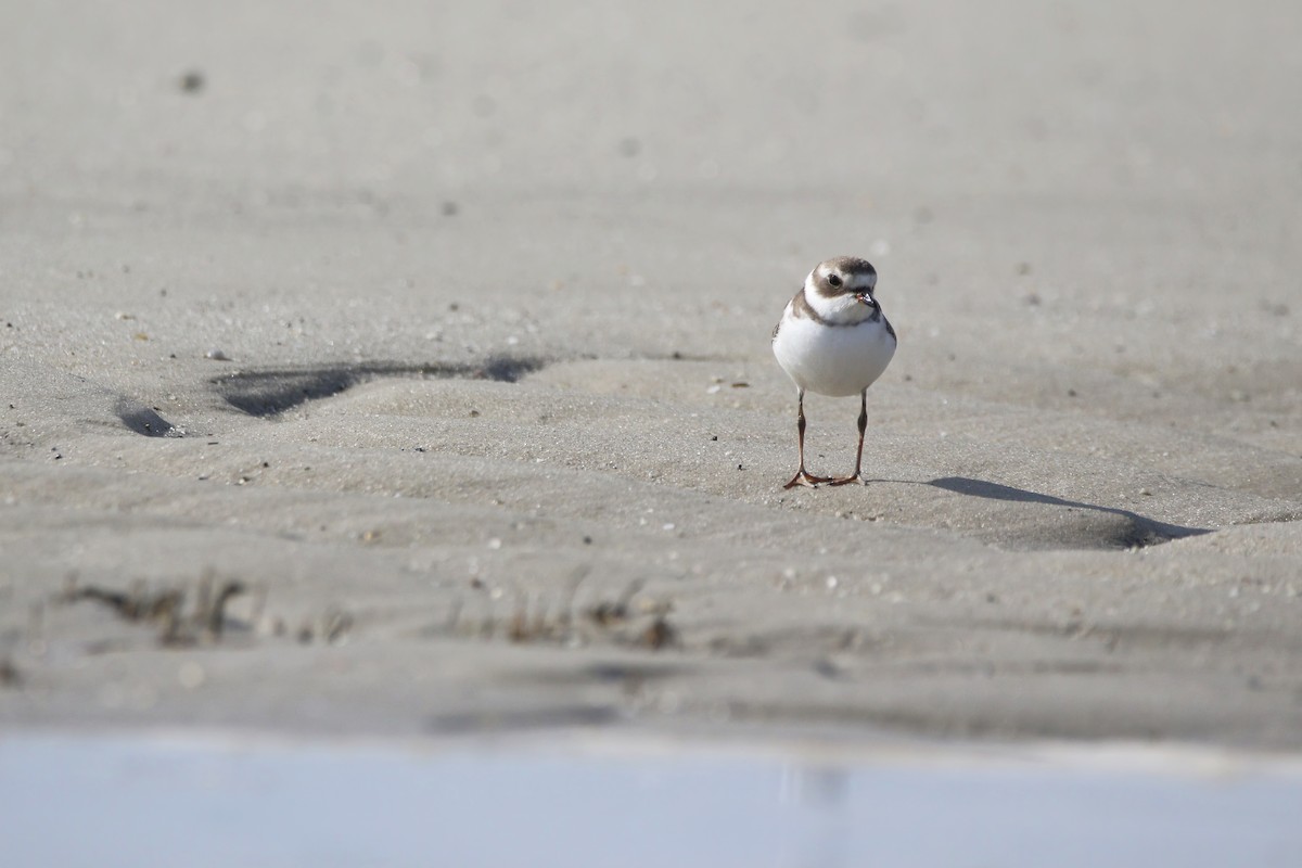 Semipalmated Plover - ML623404436