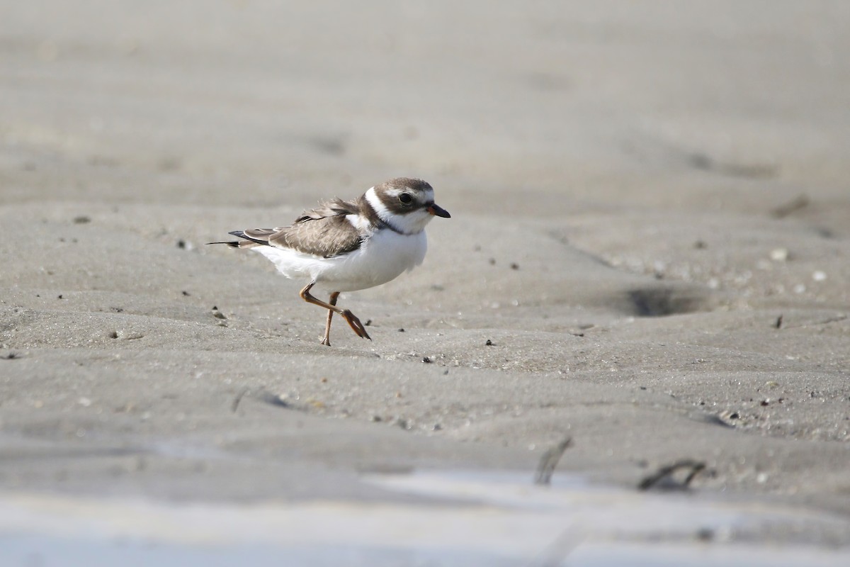 Semipalmated Plover - ML623404437