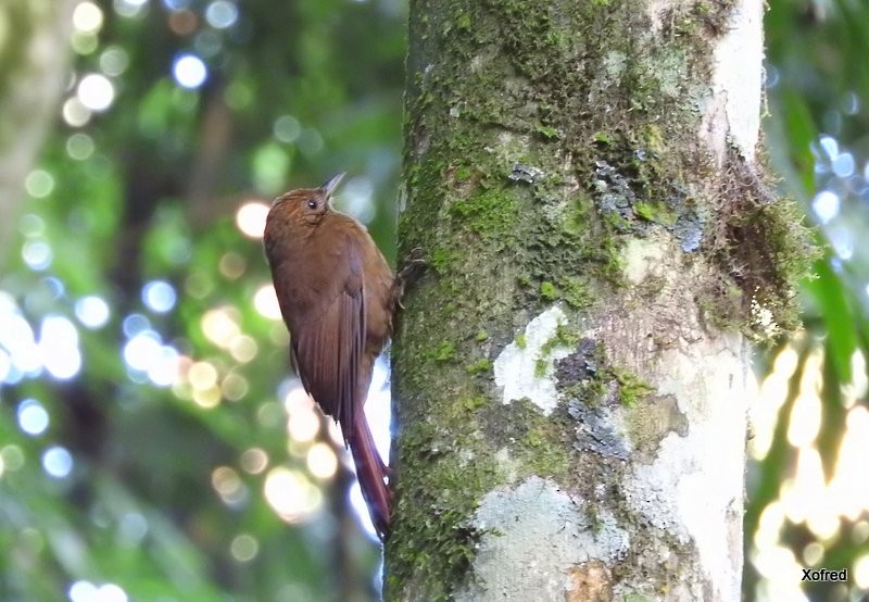 Plain-winged Woodcreeper (Plain-winged) - ML623404440