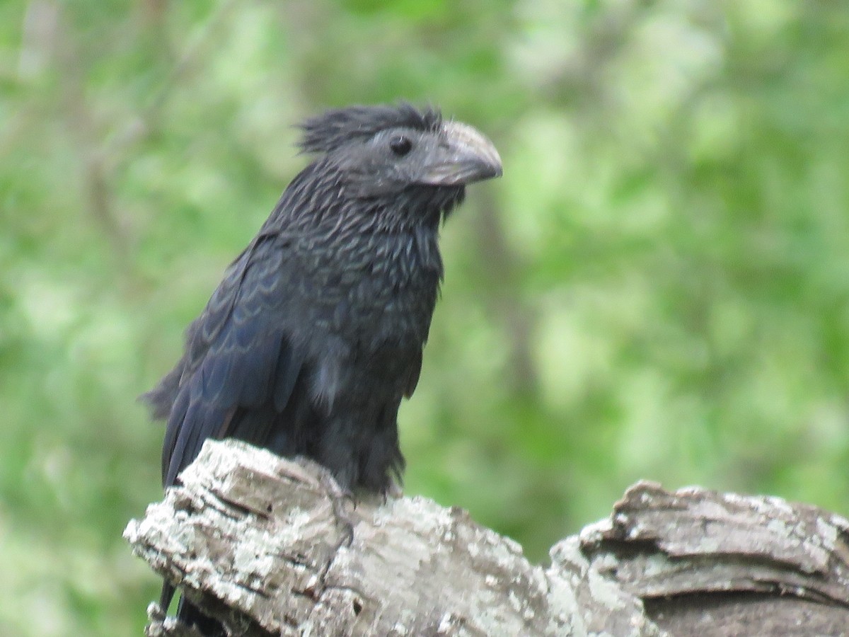 Groove-billed Ani - ML623404456