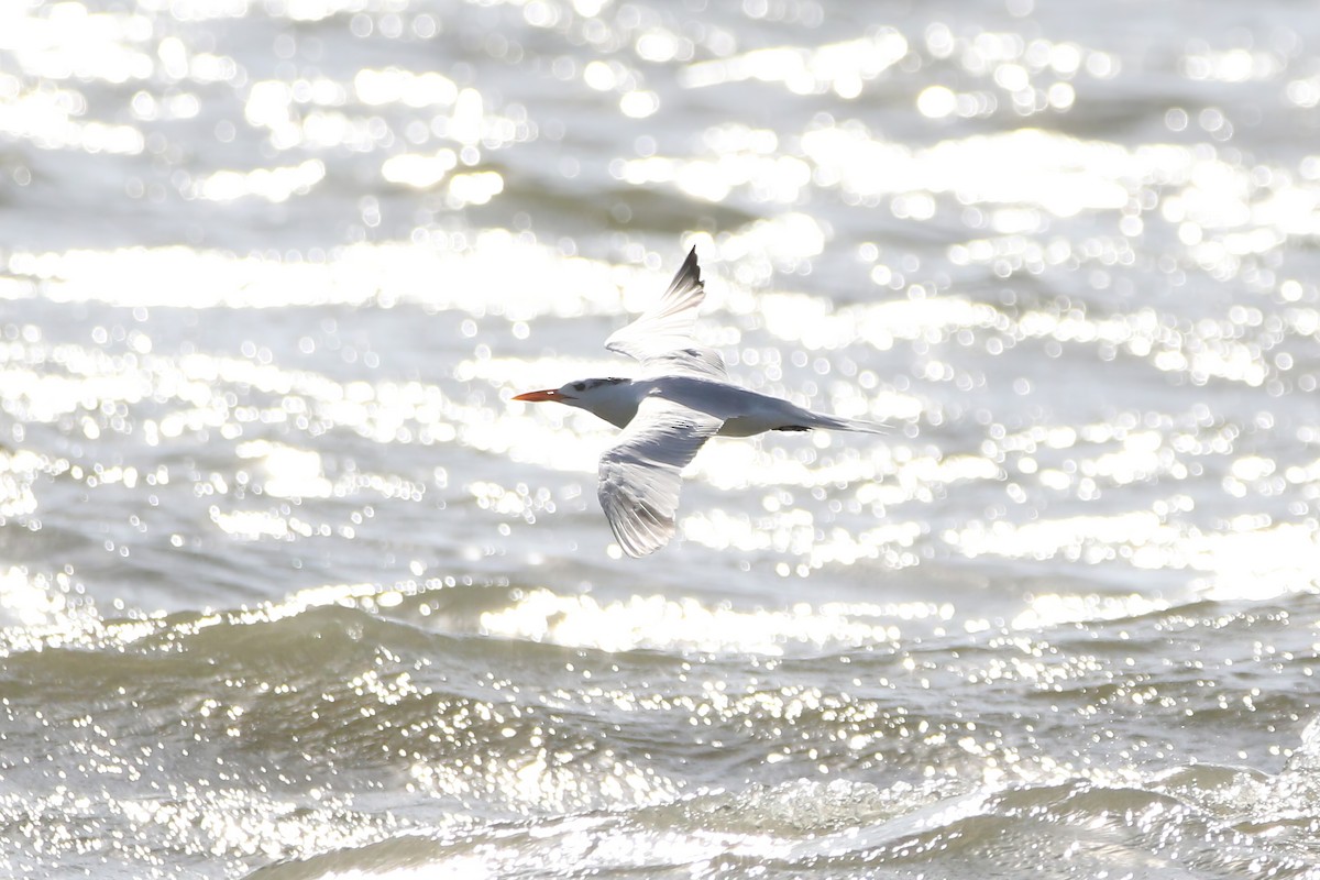 Royal Tern - Melissa Ludwig