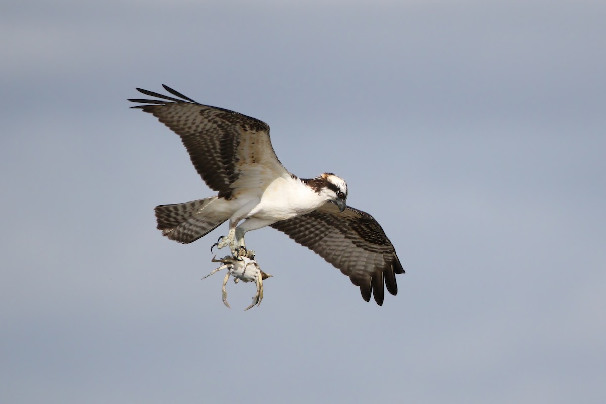 Balbuzard pêcheur - ML623404524