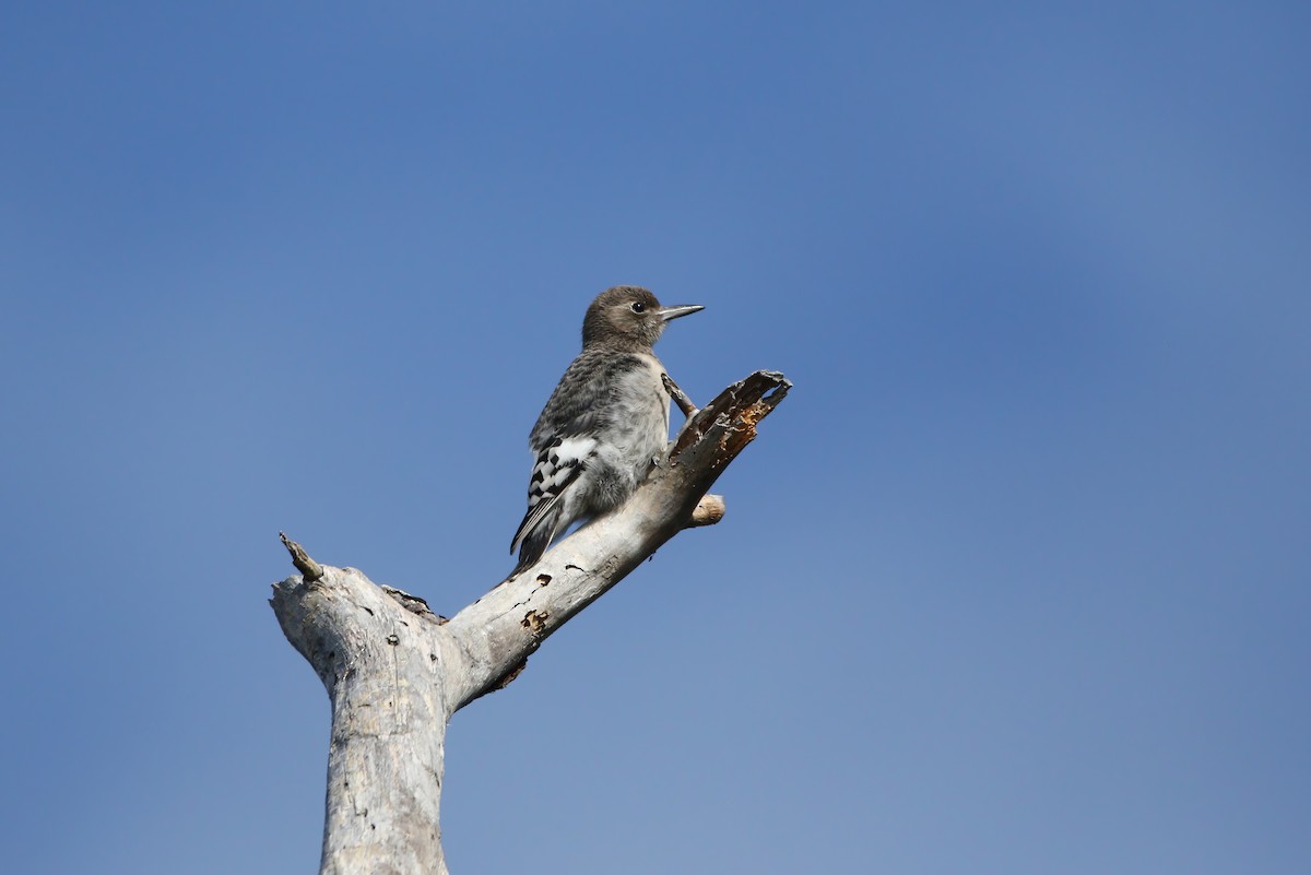 Red-headed Woodpecker - ML623404531