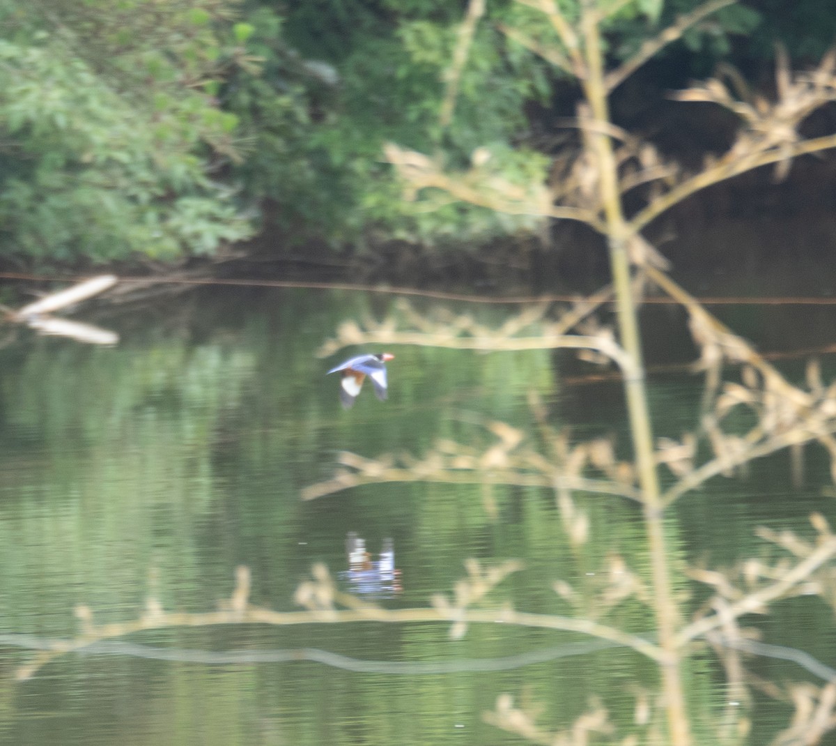 Black-capped Kingfisher - ML623404540