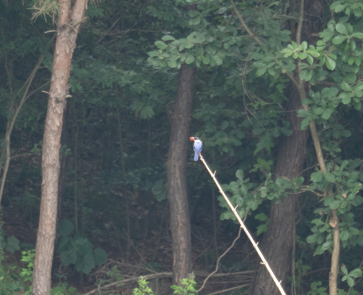 Black-capped Kingfisher - ML623404542