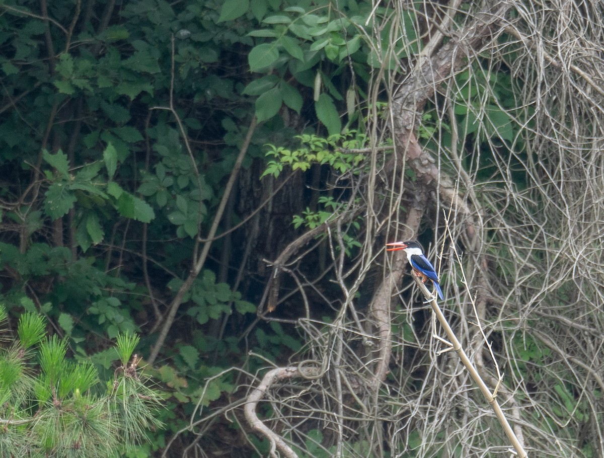 Black-capped Kingfisher - ML623404543