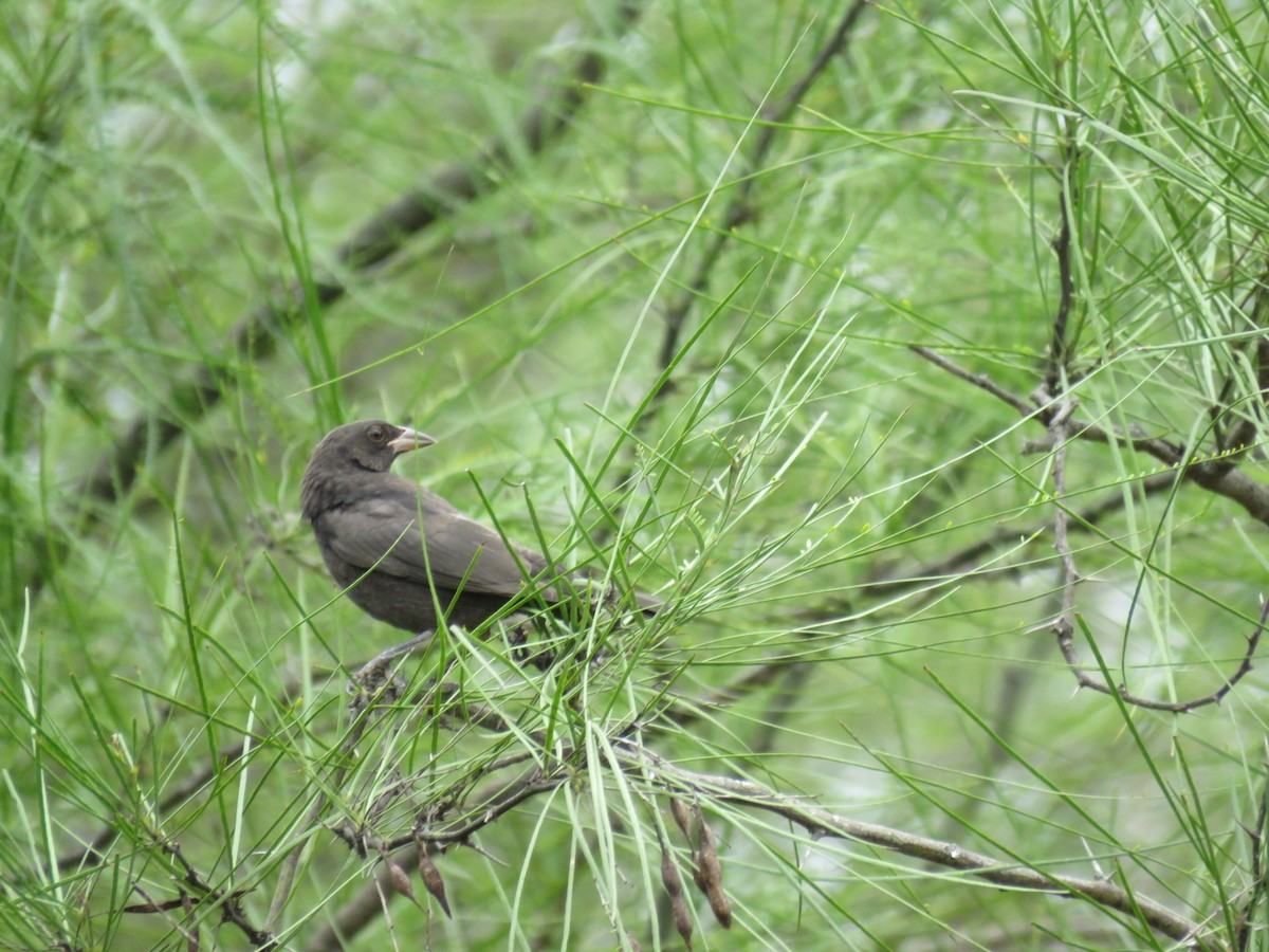 Bronzed Cowbird - ML623404557