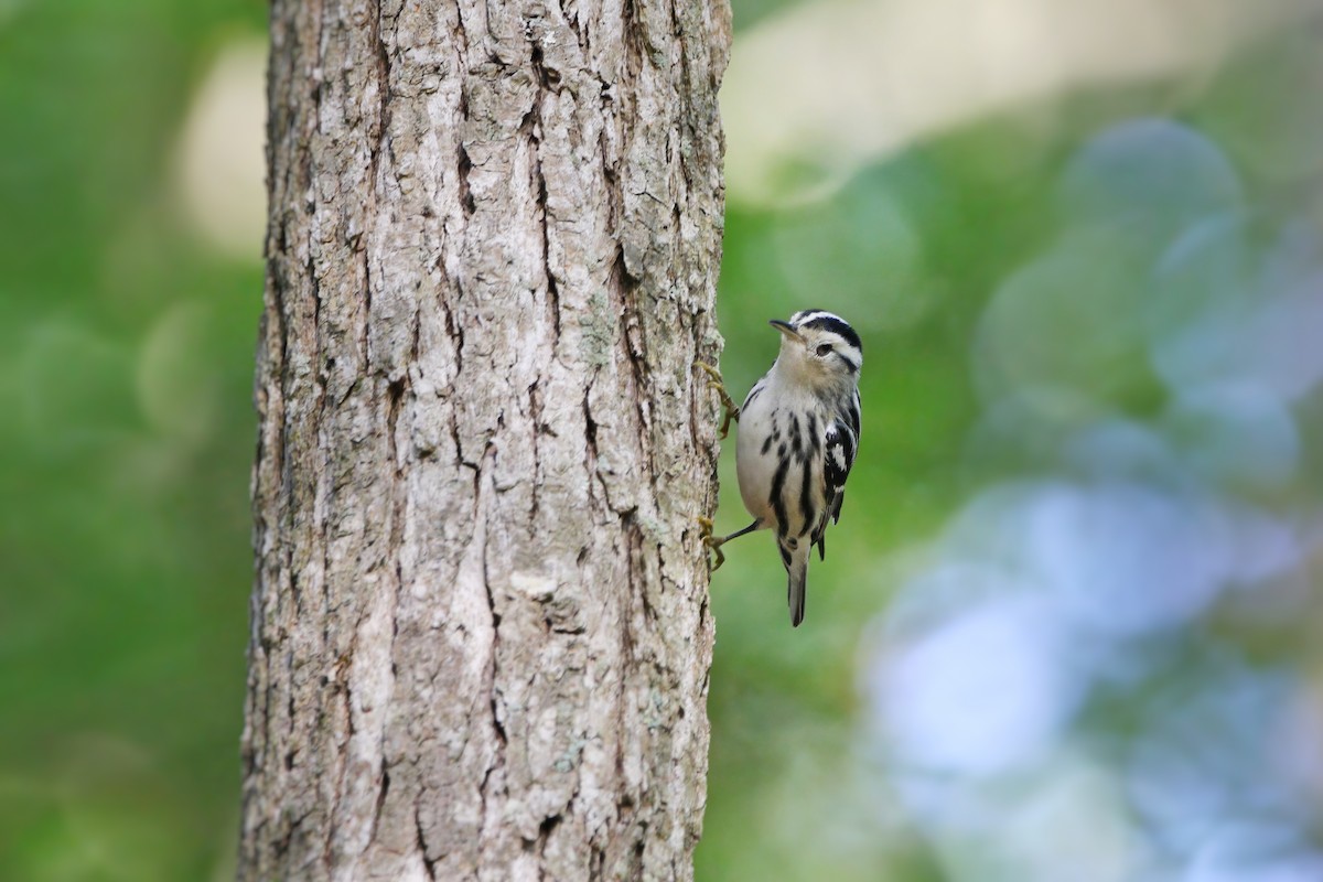 Black-and-white Warbler - Melissa Ludwig