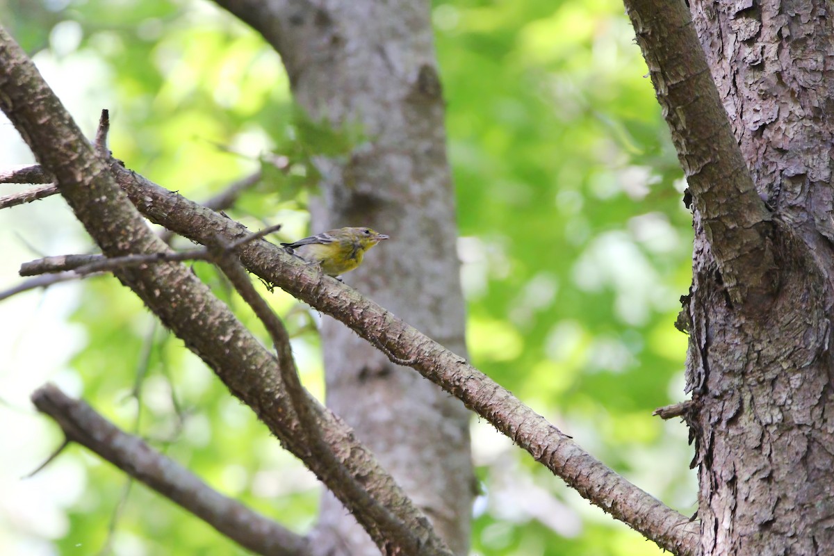 Pine Warbler - ML623404573