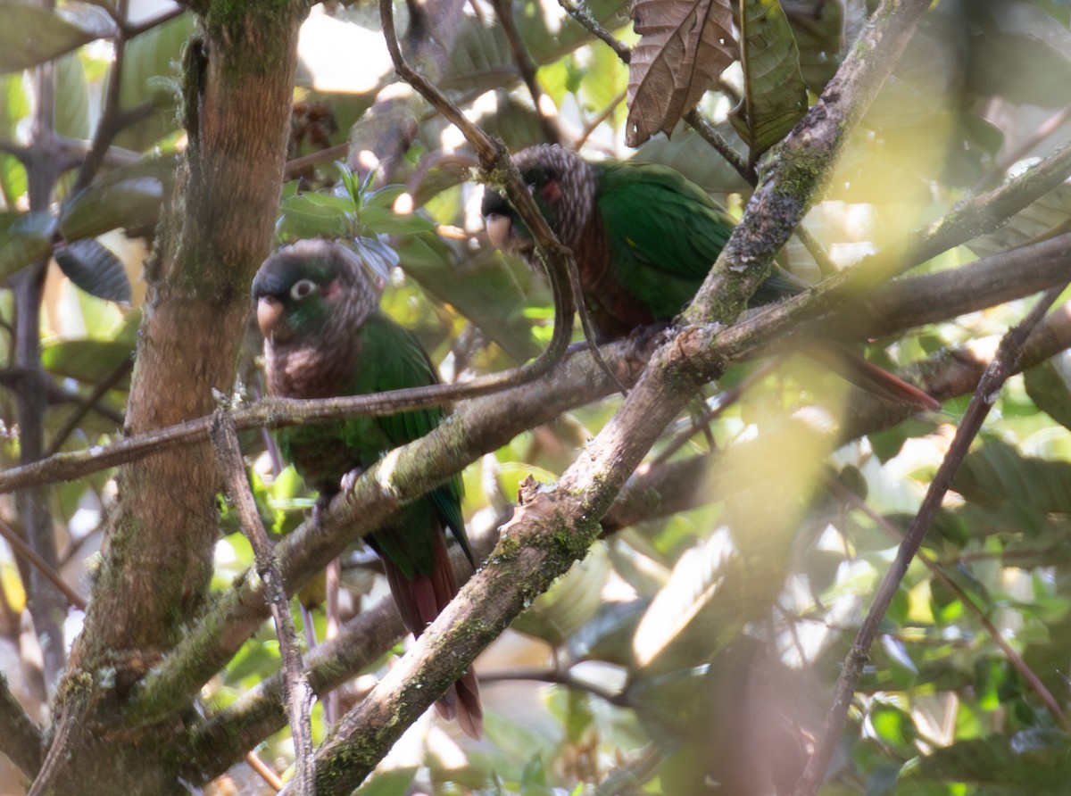 Brown-breasted Parakeet - ML623404765