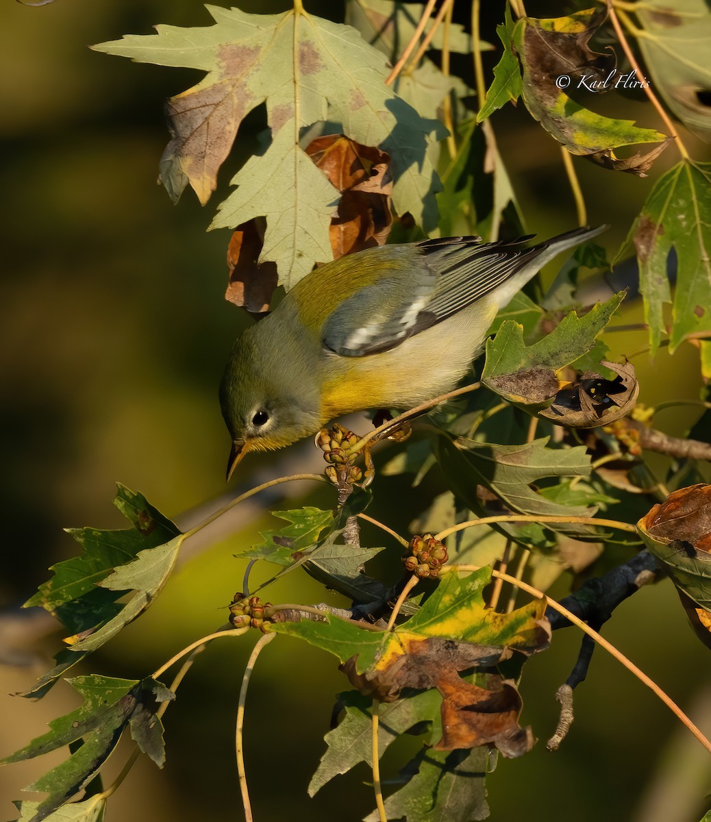 Northern Parula - ML623404766