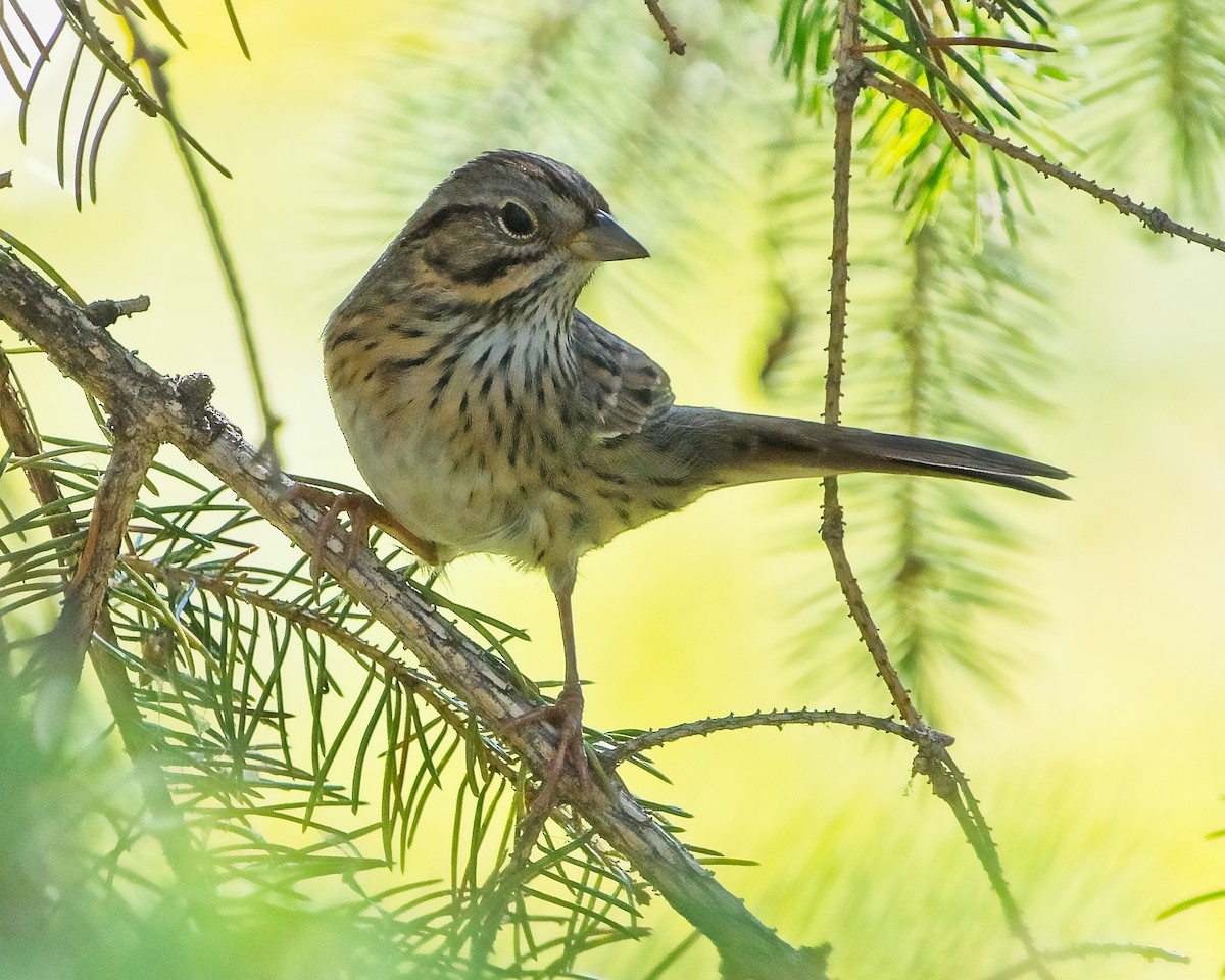 Lincoln's Sparrow - ML623404808