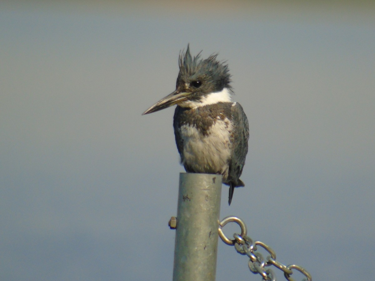 Martin-pêcheur d'Amérique - ML623404814
