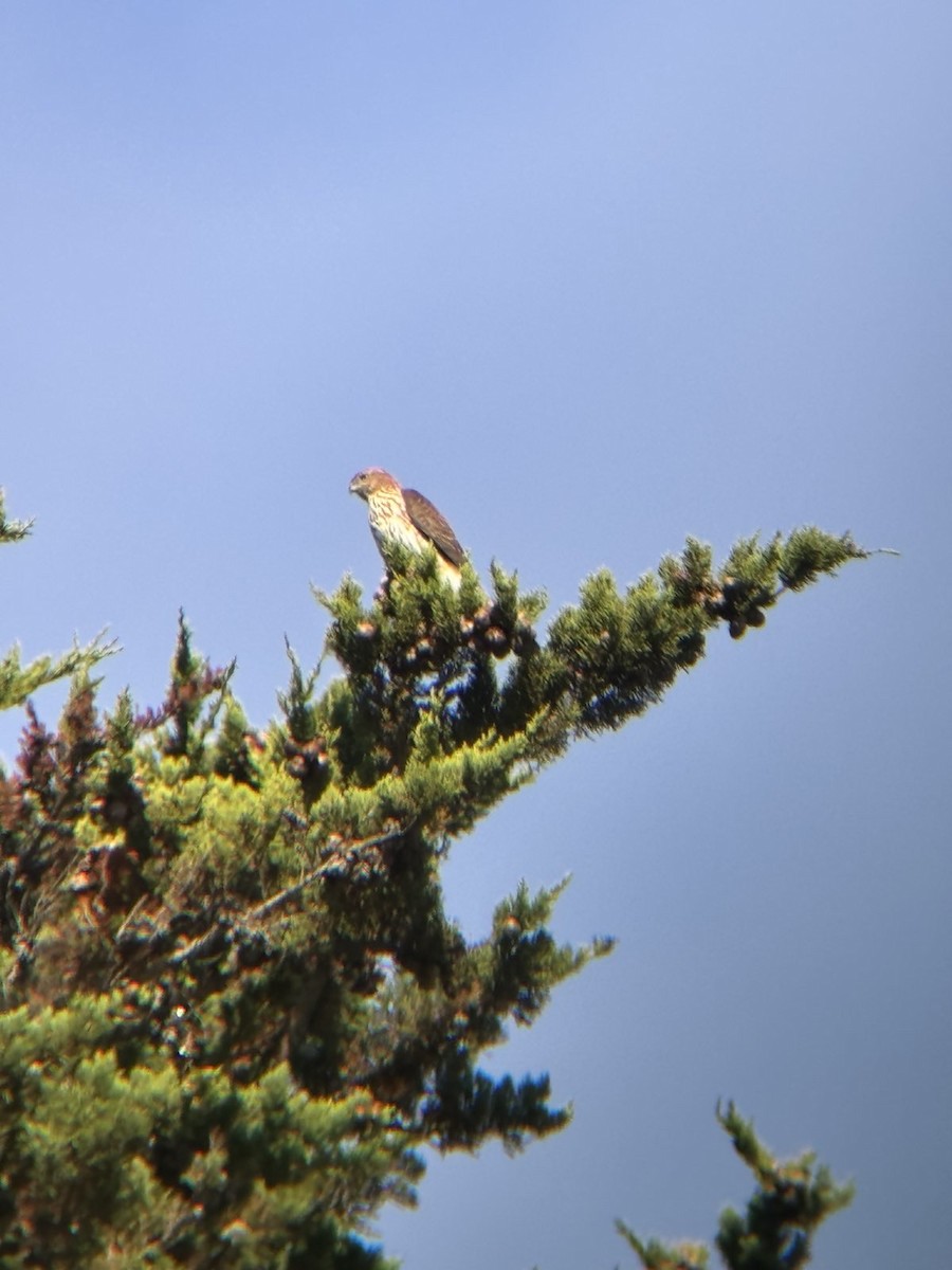 Cooper's Hawk - ML623404829