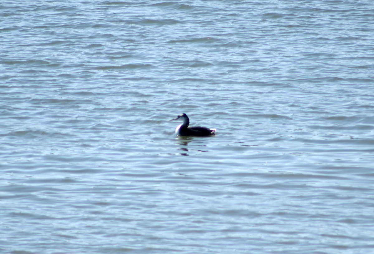 Great Grebe - Patricio Camacho