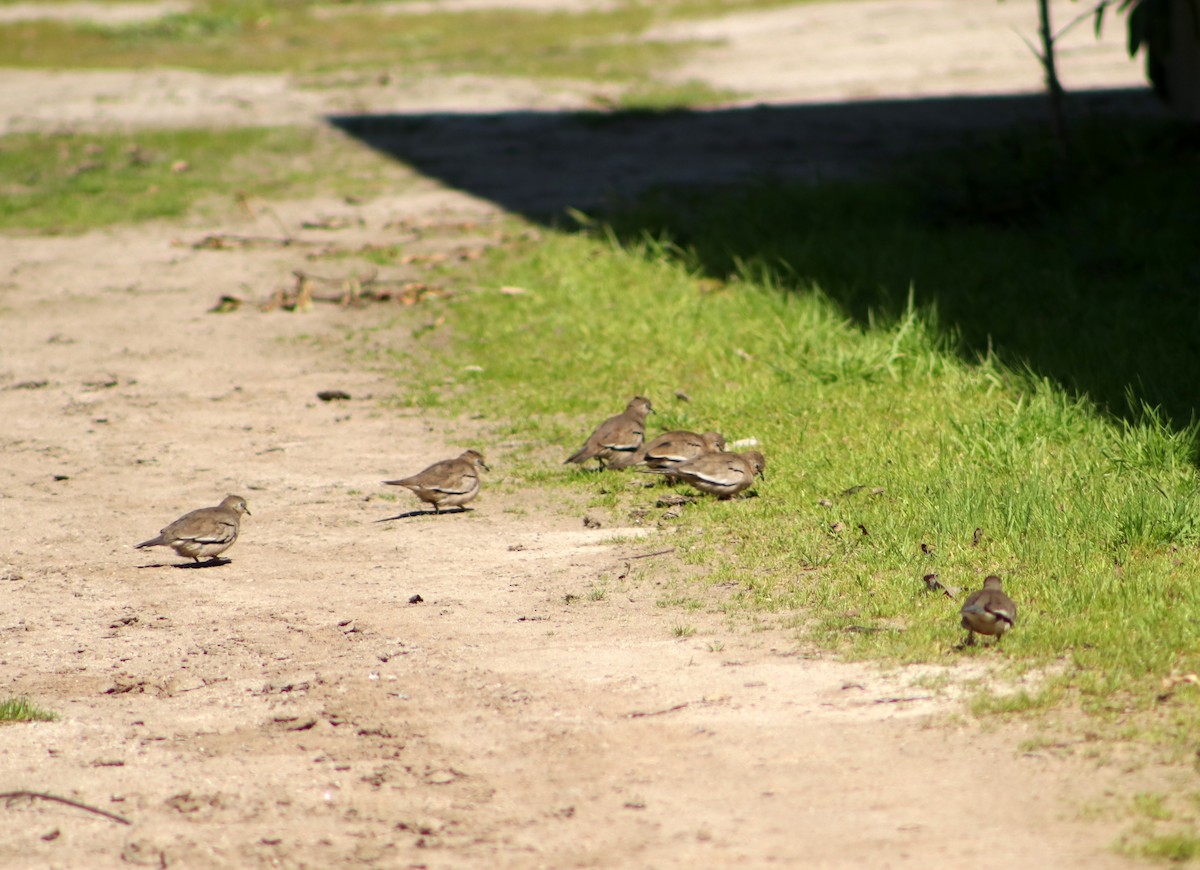 Picui Ground Dove - ML623404841