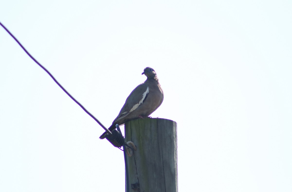 West Peruvian Dove - ML623404845