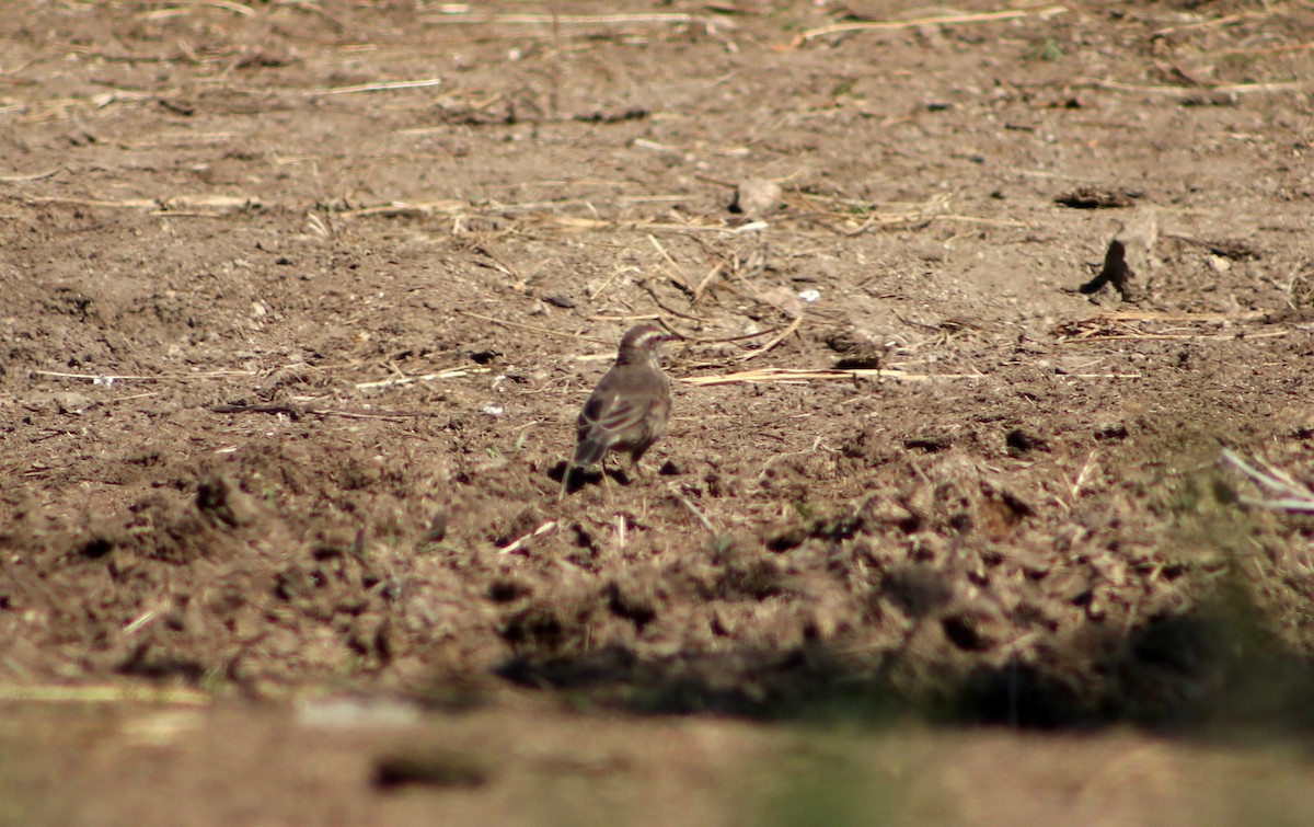 Buff-winged Cinclodes - ML623404852