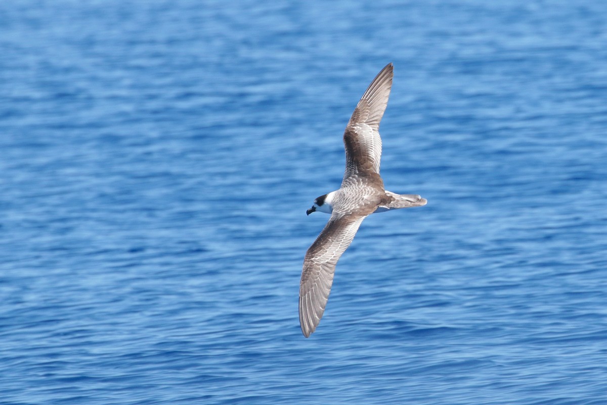 White-necked Petrel - Atsushi Shimazaki