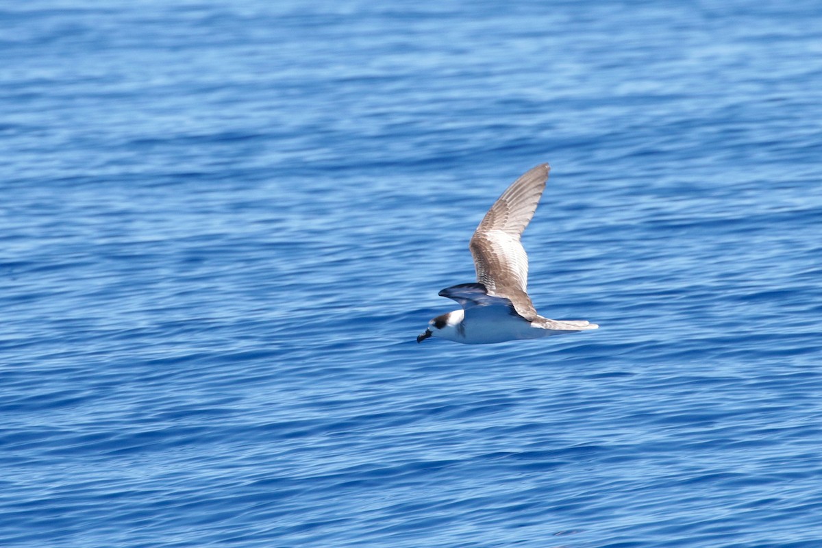 White-necked Petrel - Atsushi Shimazaki