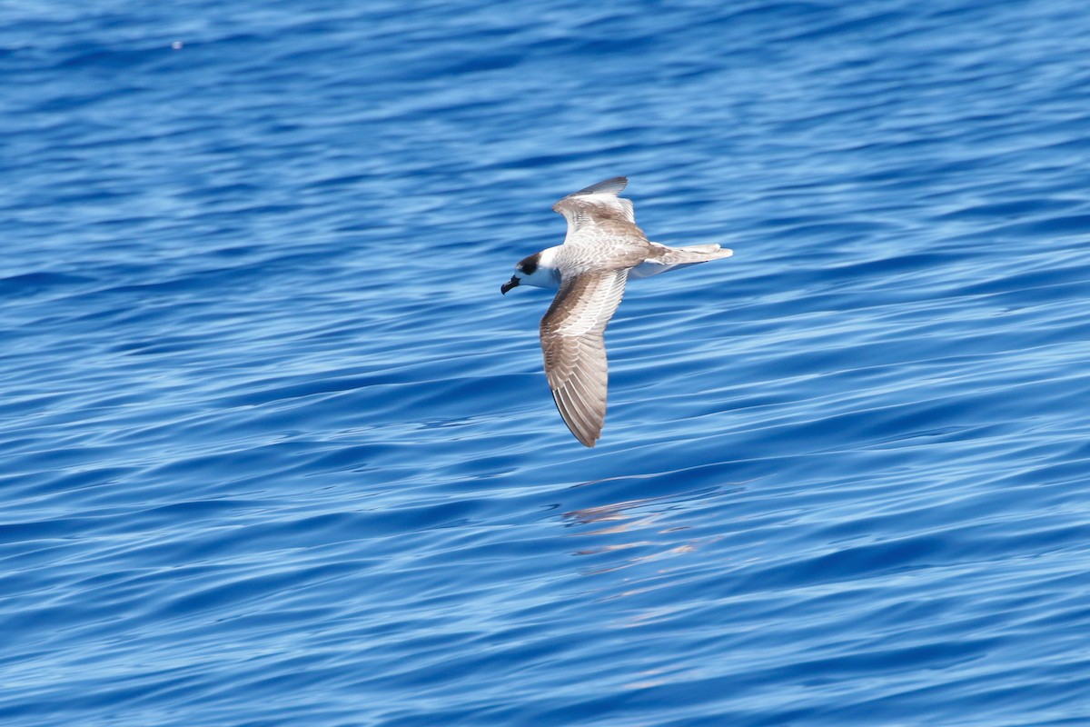 White-necked Petrel - Atsushi Shimazaki