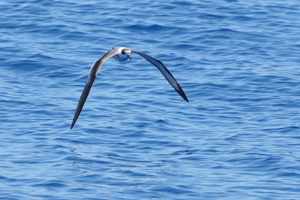 White-necked Petrel - Atsushi Shimazaki