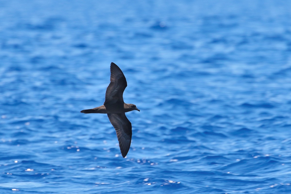 Bulwer's Petrel - ML623404870