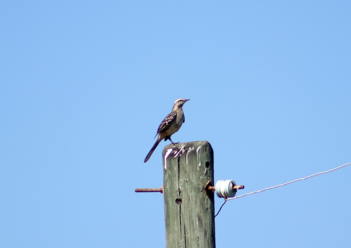 Chilean Mockingbird - Patricio Camacho