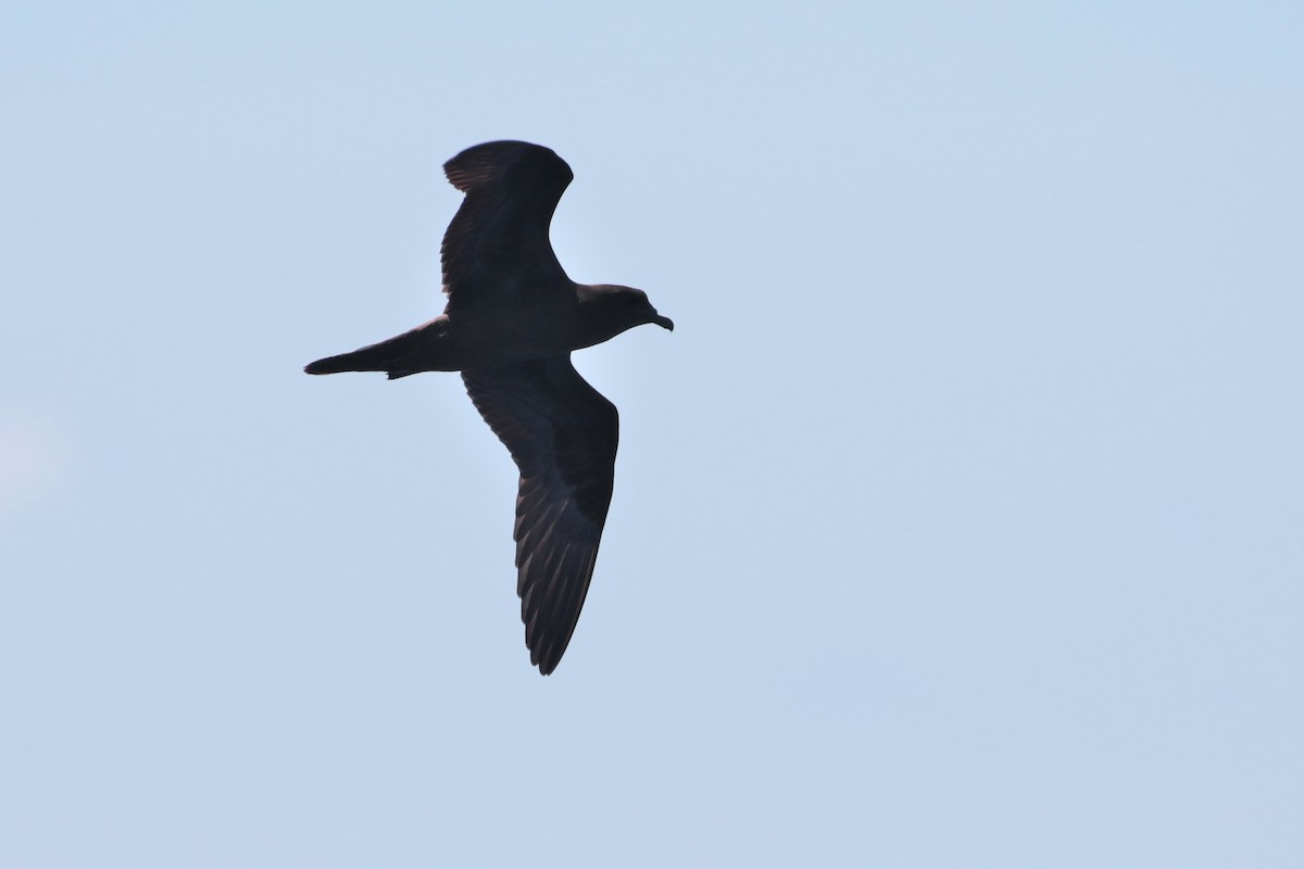 Bulwer's Petrel - ML623404918