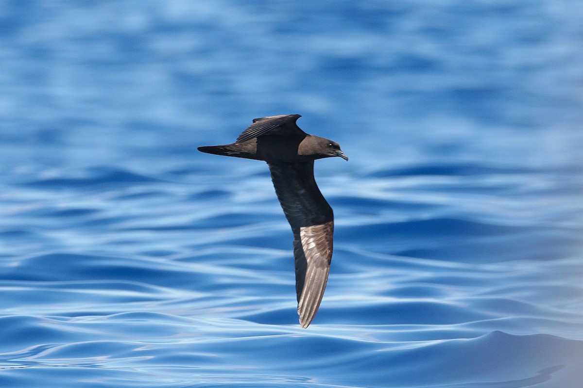 Bulwer's Petrel - ML623404924