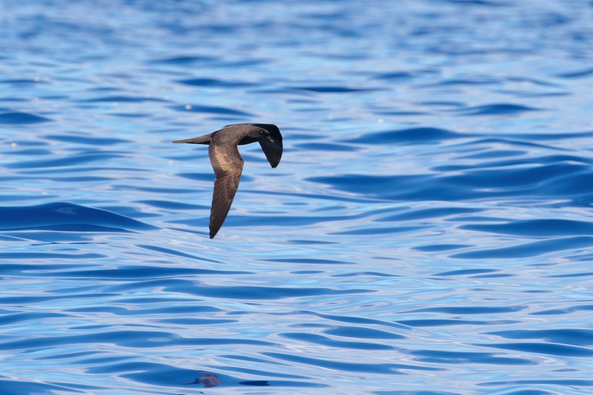 Bulwer's Petrel - ML623404934