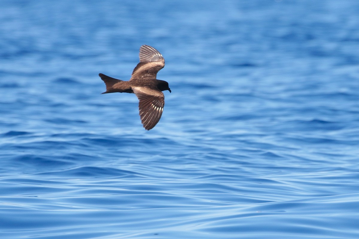 Matsudaira's Storm-Petrel - ML623404940