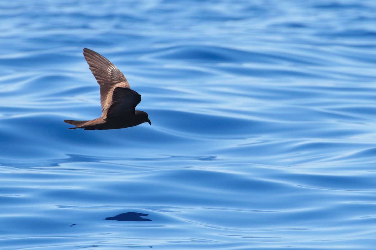 Matsudaira's Storm-Petrel - ML623404942