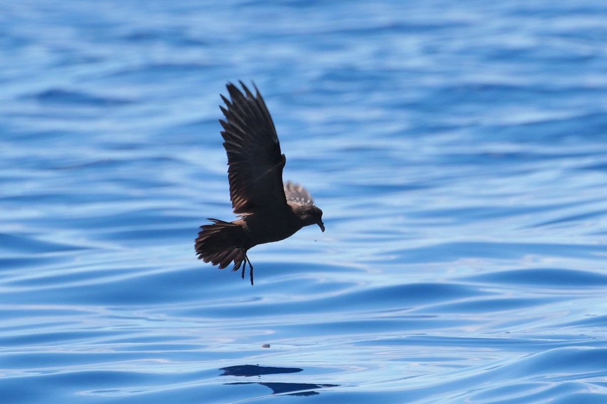 Matsudaira's Storm-Petrel - ML623404943