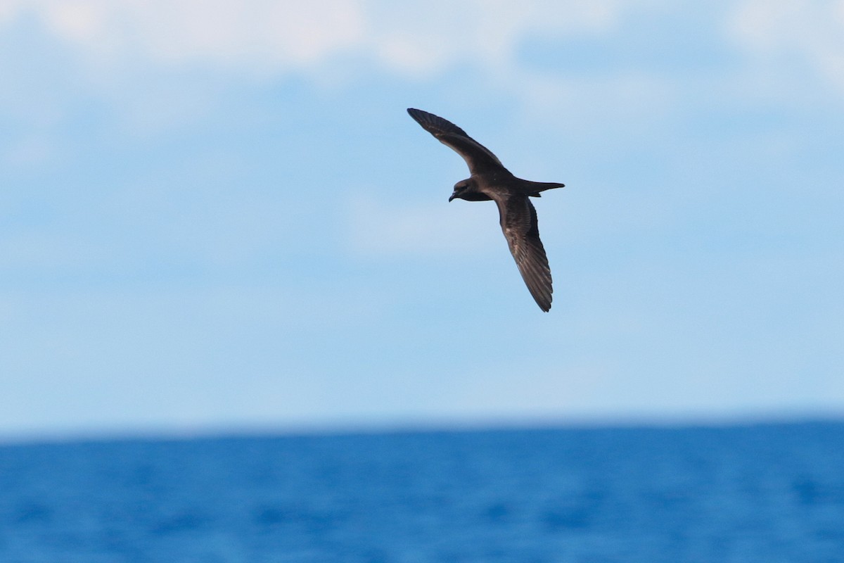 Bulwer's Petrel - ML623404966