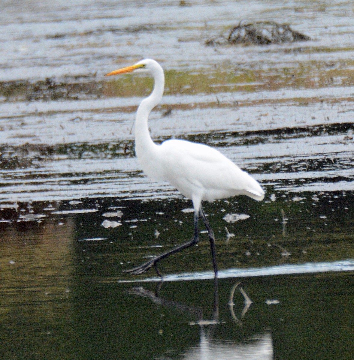 Great Egret - ML623404980