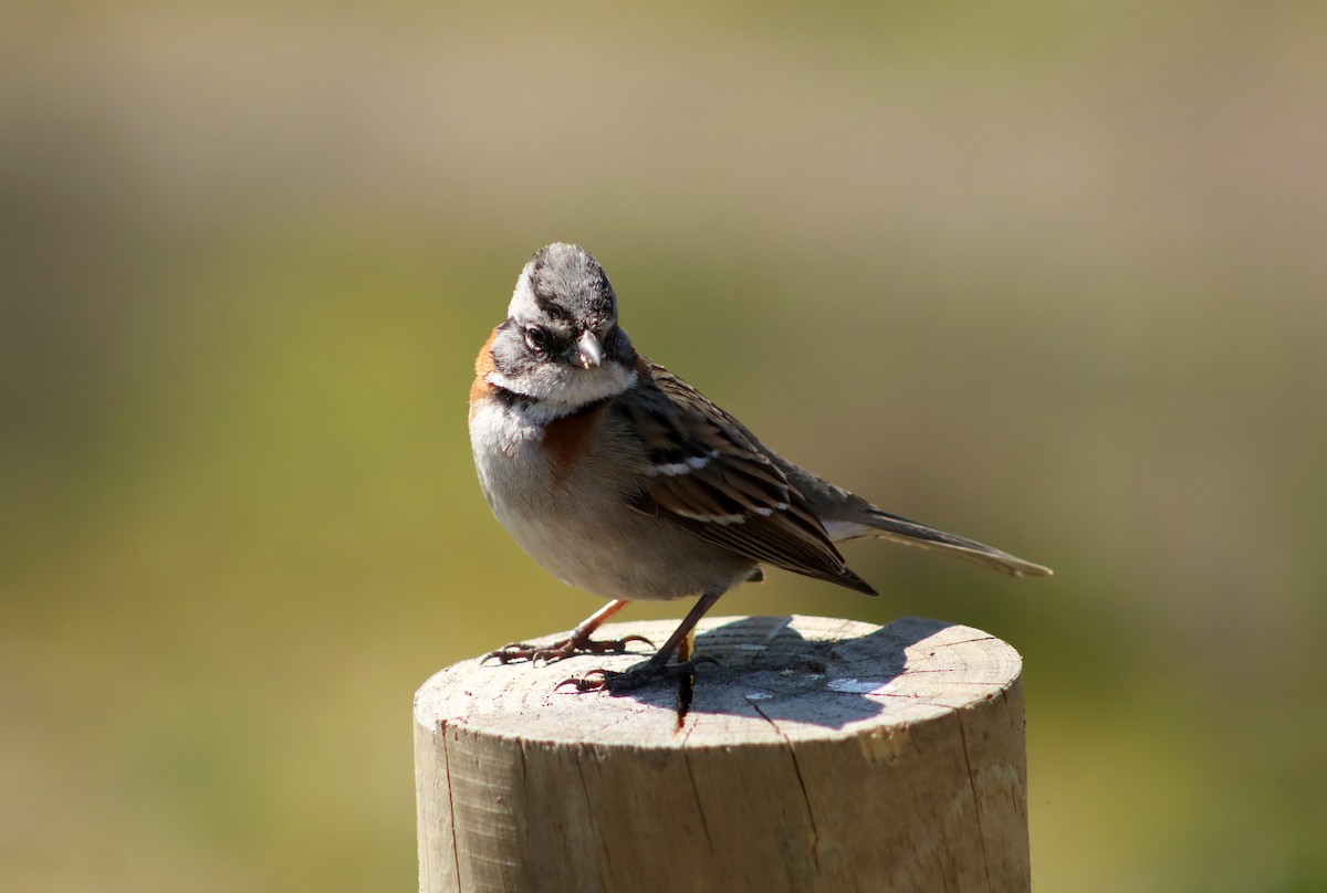 Rufous-collared Sparrow - ML623405020